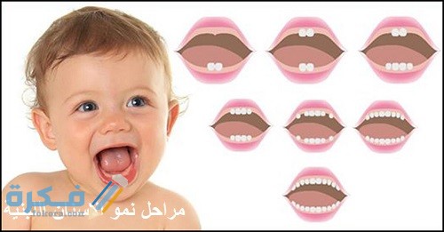 مراحل نمو الاسنان اللبنية