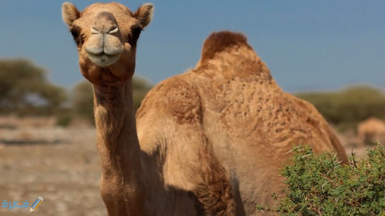 هل لحوم الابل تنقض الوضوء