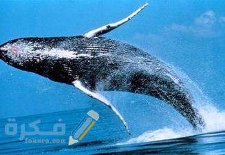 cbca856d3875848375e82bdffc44cf54