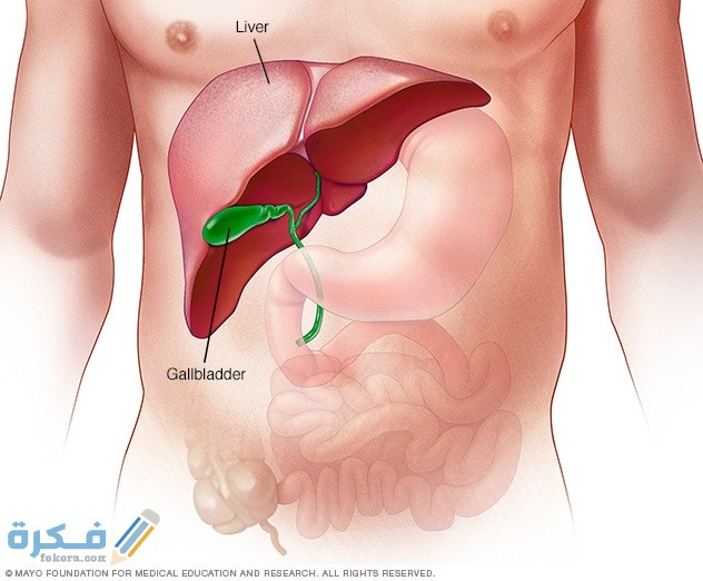 مفهوم زراعه الكبد