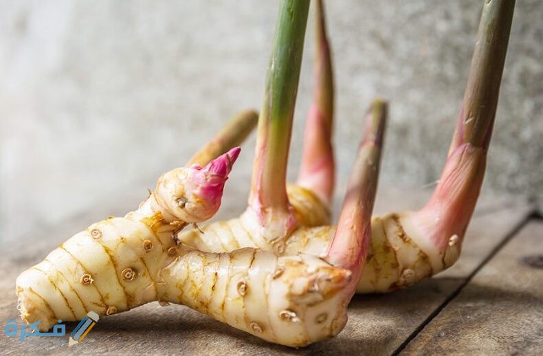 ما هو نبات الخولنجان وما هي فوائده 3 ما هو نبات الخولنجان وما هي فوائده