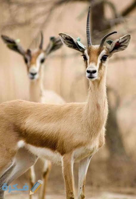 معنى اسم حيوان الجازي وهل مذكر ام مؤنث 6 images 2022 03 04T120808.129