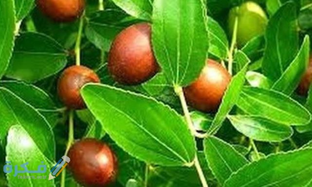 ايات الرقية الشرعية في القران والسنة