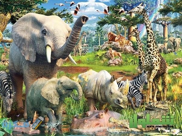 شرح خطوات المحافظة على الحيوانات من الانقراض 3 طرق فعالة 3 طرق حماية الحيوانات المهددة بالانقراض 1