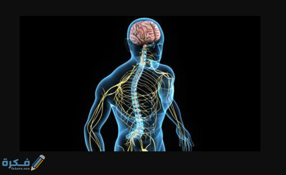 تعريف الجهاز العصبي ومكوناته