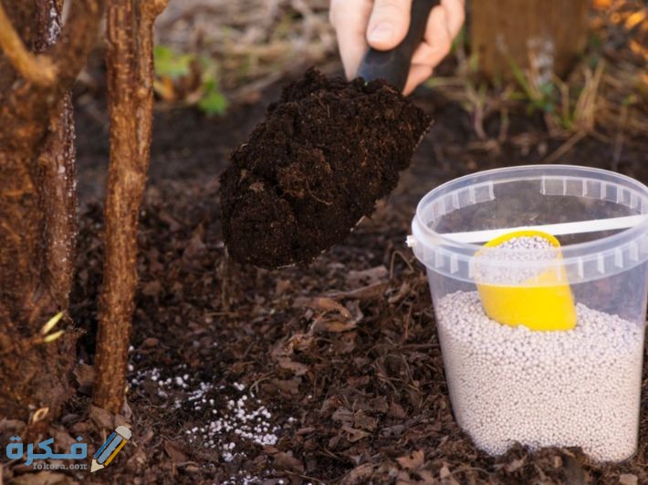وقت وضع السماد للأشجار نصائح مفيدة