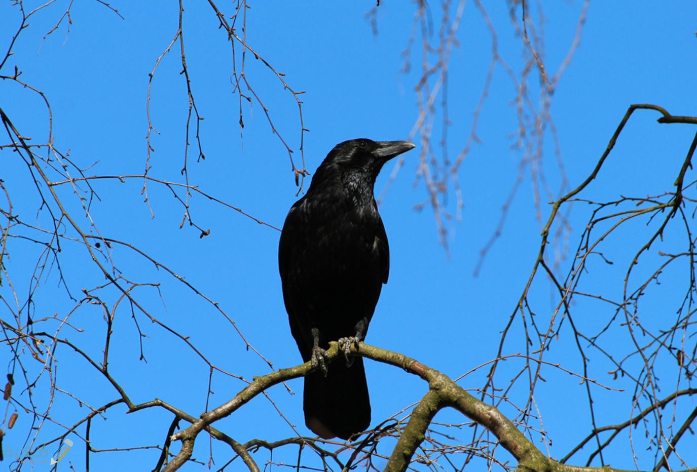 في اي سورة ذكر الغراب