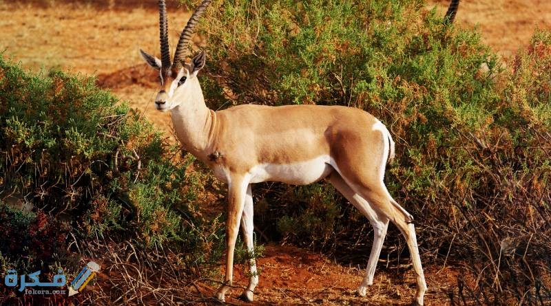 هل لحم الغزال حلال 3 هل لحم الغزال حلال