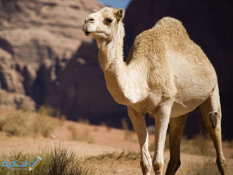 هل لحم الإبل يقسي القلب