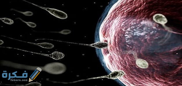 كيف اعرف ان البويضة تلقحت وصار حمل من أول يوم