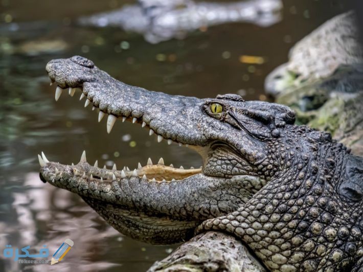 هل لحم التمساح حلال