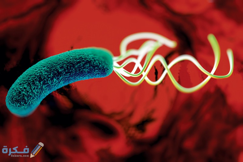 ما هي جرثومة المعدة 1
