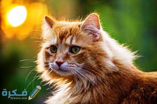 مواسم التزاوج عند القطط