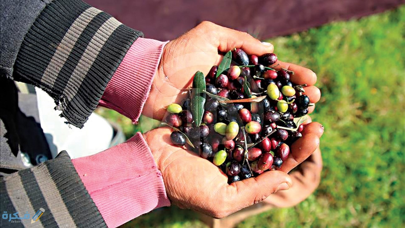 fbf94838 7165 427d 88f2 9143efbac5d9