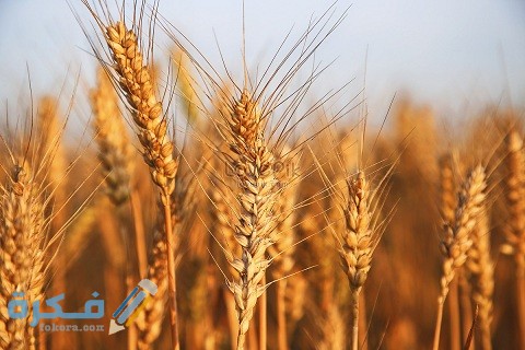 رسم الحماية المطبق على القمح