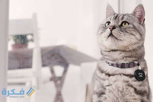 مواصفات القط الامريكي قصير الشعر 4 شخصية القط الامريكي