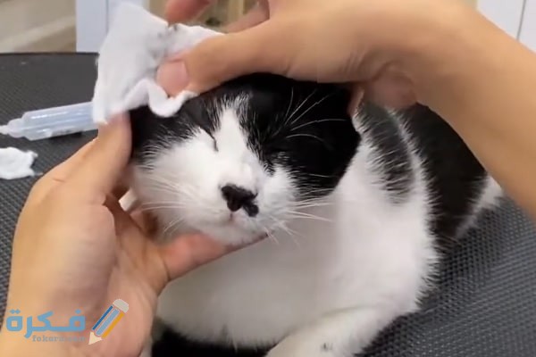 اسباب تراكم الافرازات في عيون القطط