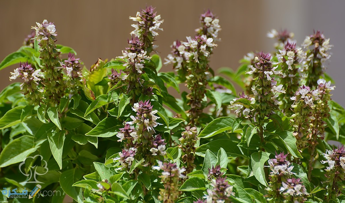 أنواع ريحان الطعام واهم خصائصه