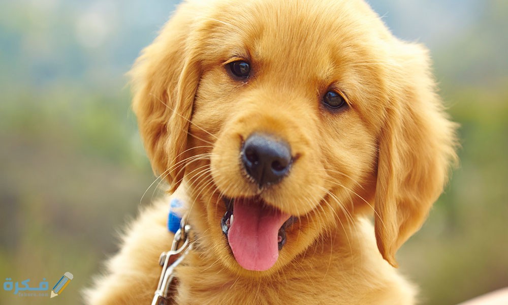 افضل 10 أنواع الكلاب للتربية في المنزل 5 أفضل أنواع الكلاب للتربية في المنزل