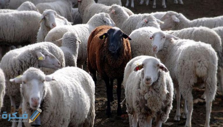 شروط الأضحية من الغنم