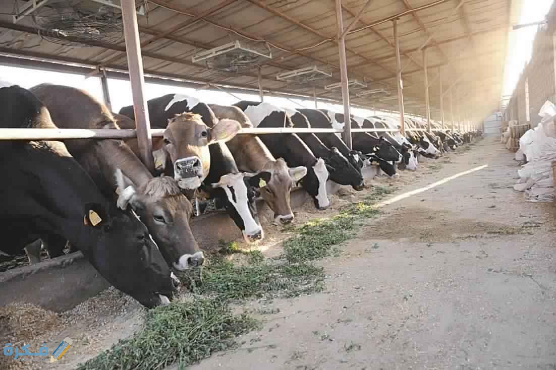 شروط الأضحية من البقر