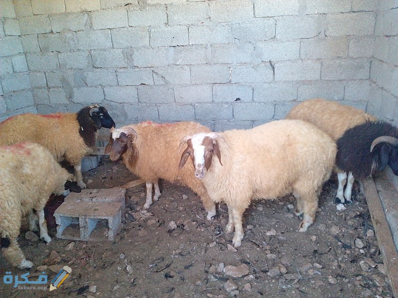 أفضل سلالات الأغنام للتربية من أجل لحم الخراف