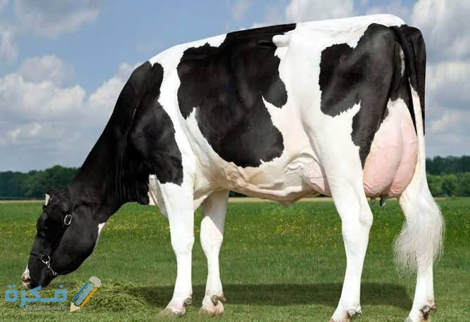 images 2022 06 14T002647.262