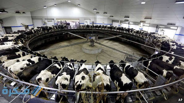 شروط بناء مزارع الأبقار 5 images 2022 06 14T002813.765