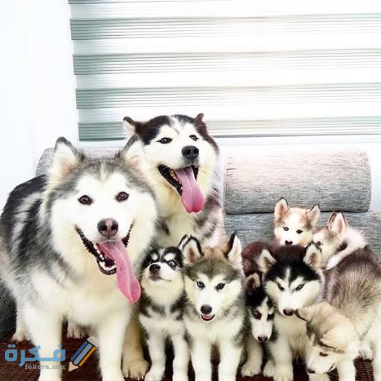 كم تعيش كلاب الهاسكي و5 معلومات هامة عن عمر الكلاب 4 images 2022 06 14T083806.223