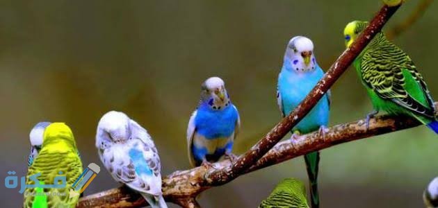 كم تعيش العصافير 3 images 2022 06 14T223019.369