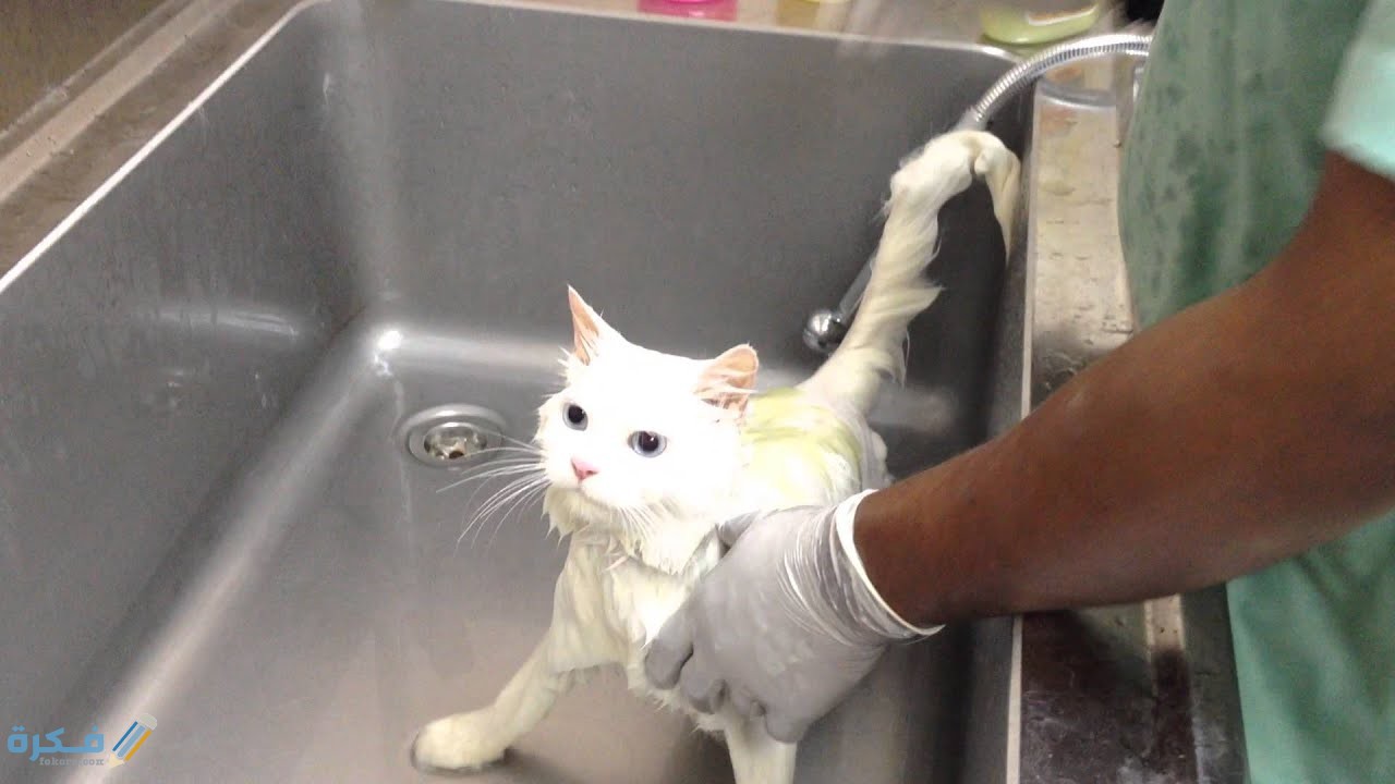 ادوات ترويش القطط الصغيرة والكبيرة