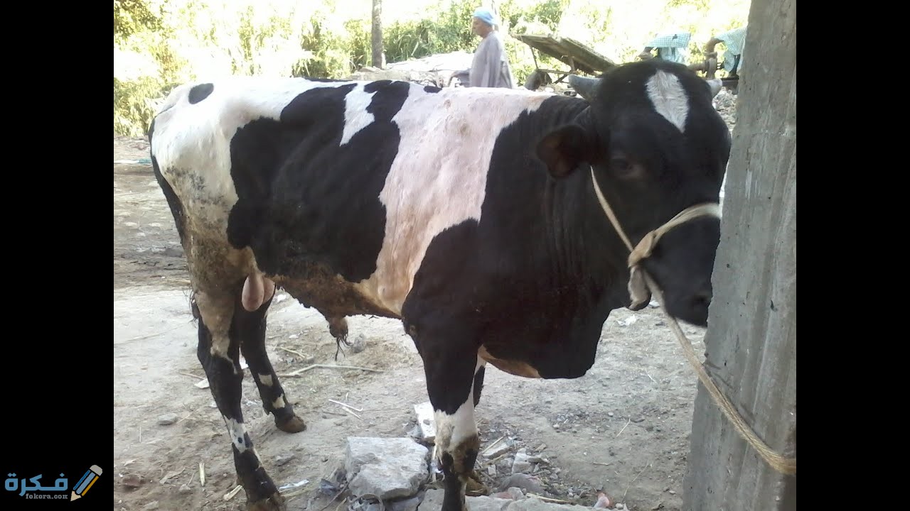 افضل 5 طرق لعلاج الجلد العقدي في البقرة 5 أفضل طريقة لعلاج الجلد العقدي في البقرة