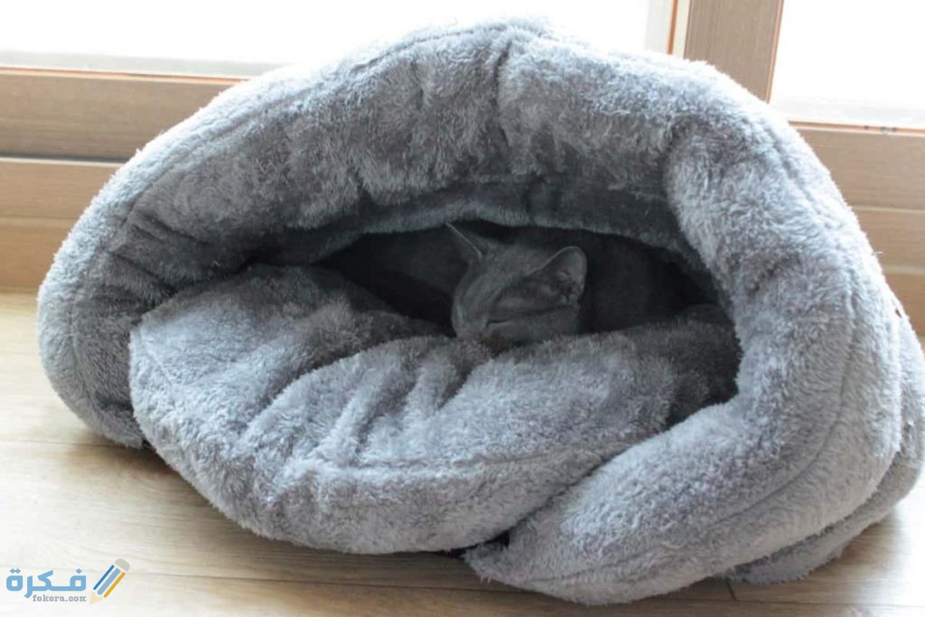 خطوات تدريب القطط على مكان النوم