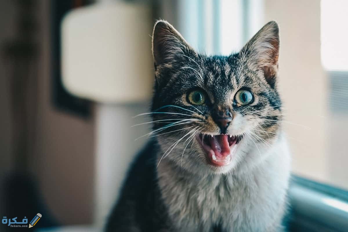 طرق العناية بالقطط اثناء التسنين