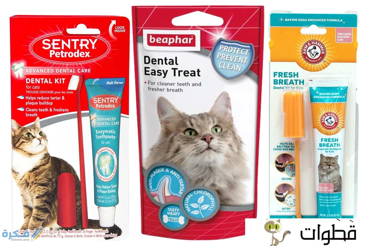 فوائد معجون الاسنان للقطط