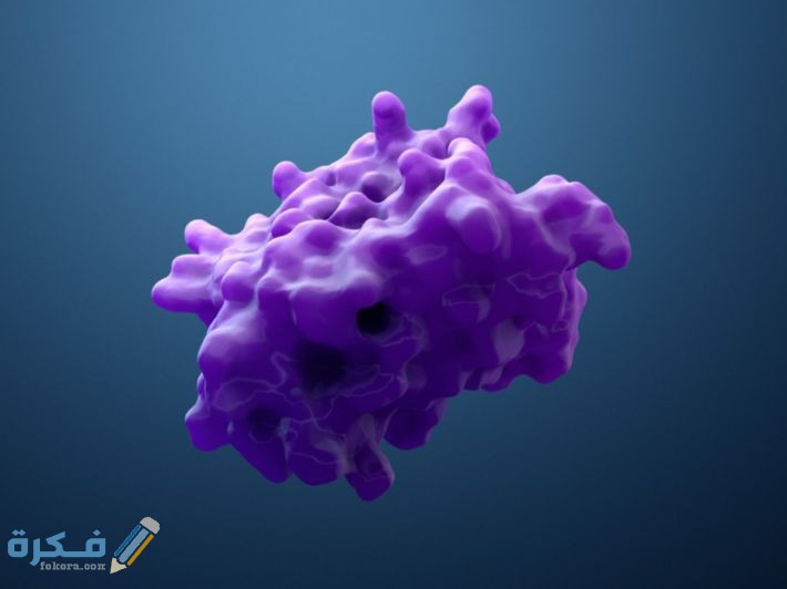 ما الفرق بين الهرمون والانزيم