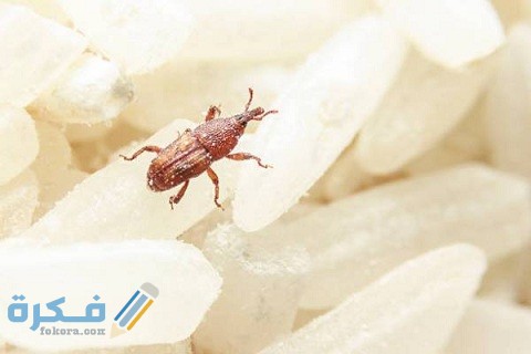 طريقة التخلص من سوس الأرز