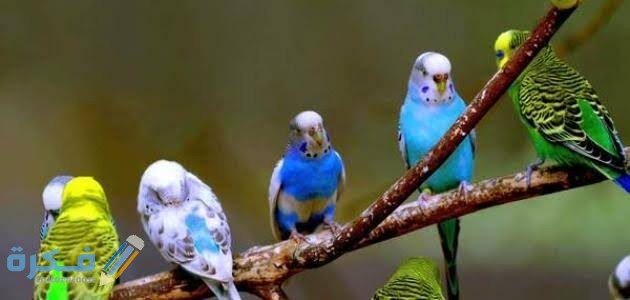 عصافير 630x300 1