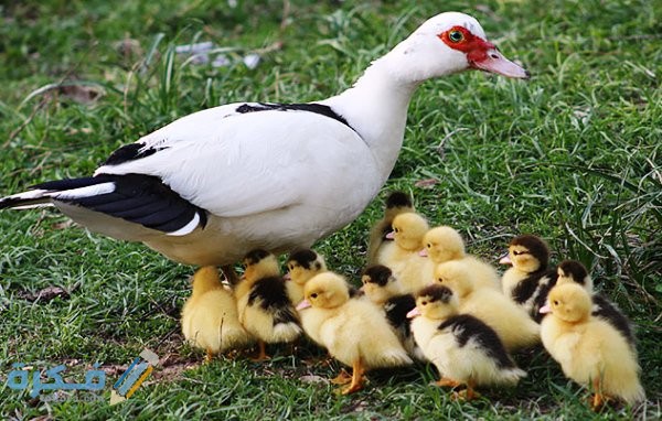 أفضل أنواع البط للتربية في المنزل