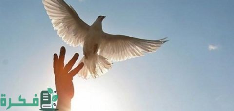 ما هو مفهوم الحرية 5 مفهوم الحرية