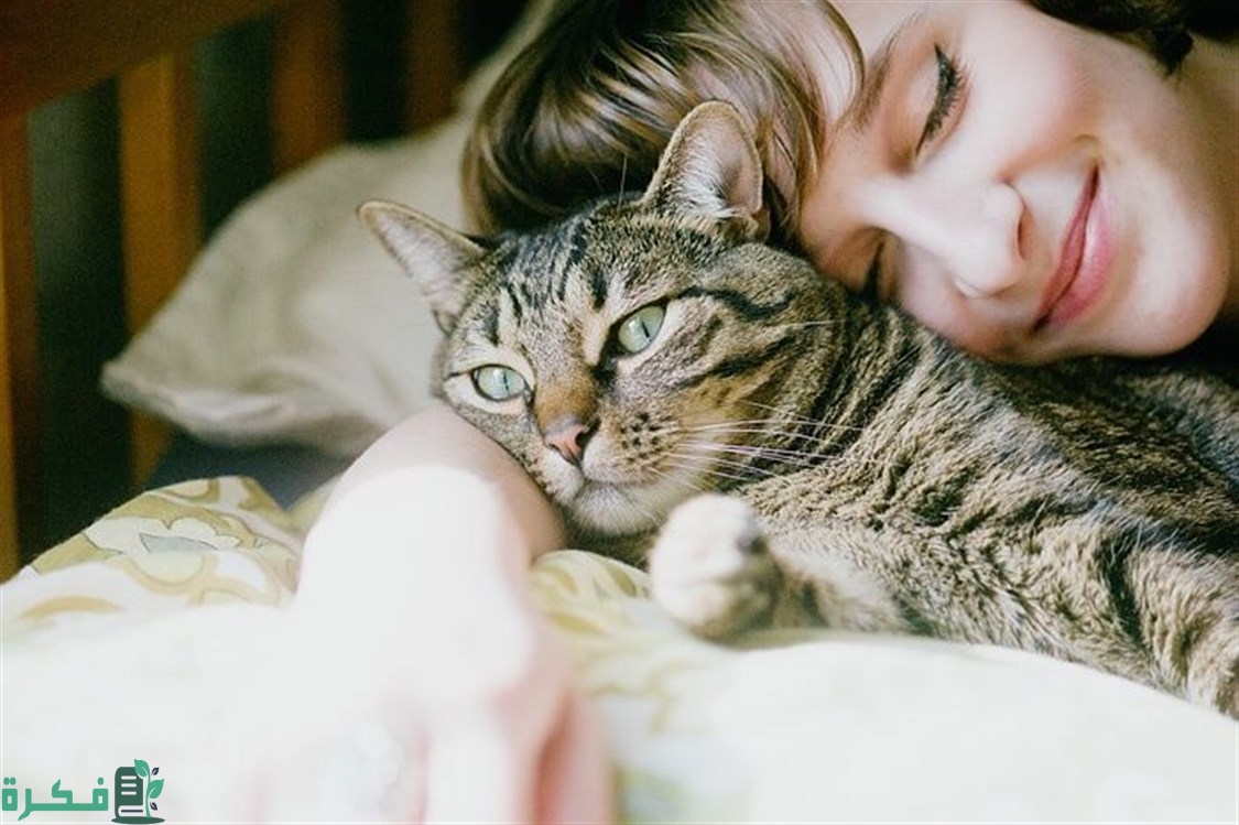 طرق انتقال المرض من القطط الى الانسان