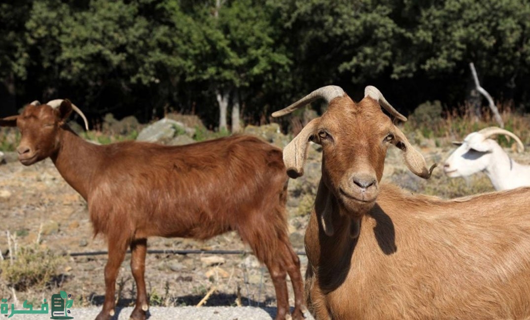 شرح خطوات تربية الماعز وكم تأكل الماعز في اليوم 2 كيفية تربية الماعز