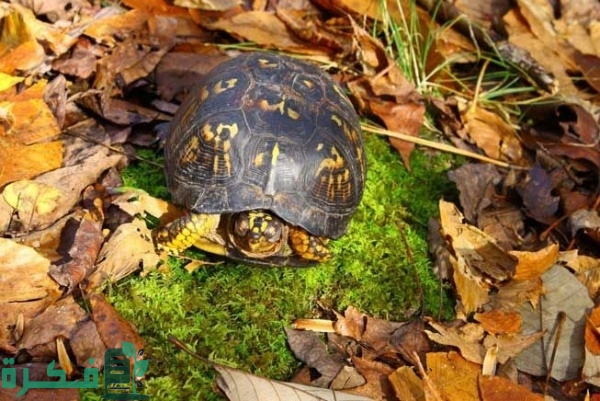 شرح خطوات العناية بالسلاحف في فترة السبات الشتوي 4 معلومات عن السبات الشتوي للسلاحف