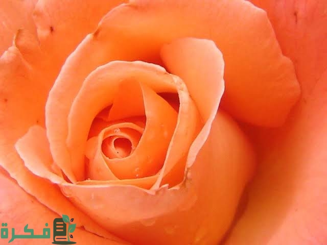 كيف نحصل على اللون البرتقالي 4 images 2022 07 27T001631.395