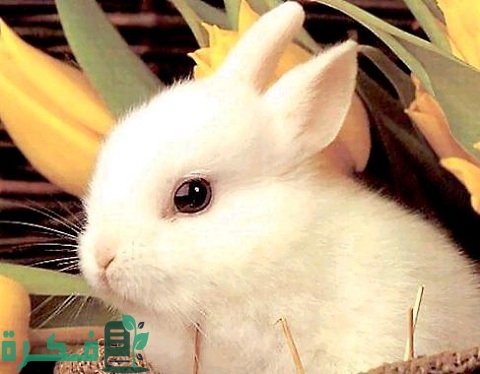 أسماء حيوانات لها فرو