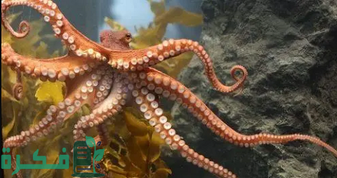 أسماء مخلوقات لها جهاز دوران مغلق