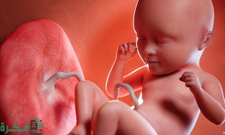 أعراض نبض الجنين في الشهر الثاني