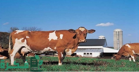 أفضل أفكار مشاريع الإنتاج الحيواني مربحة