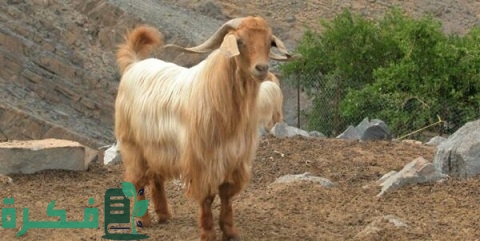 أفضل أنواع الماعز في مصر بالصور