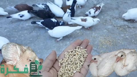 أفضل علف تسمين الحمام